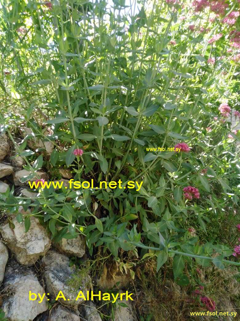 Centranthus ruber (L.) DC.